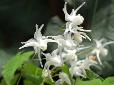 Epimedium grandiflorum 'White Queen' 