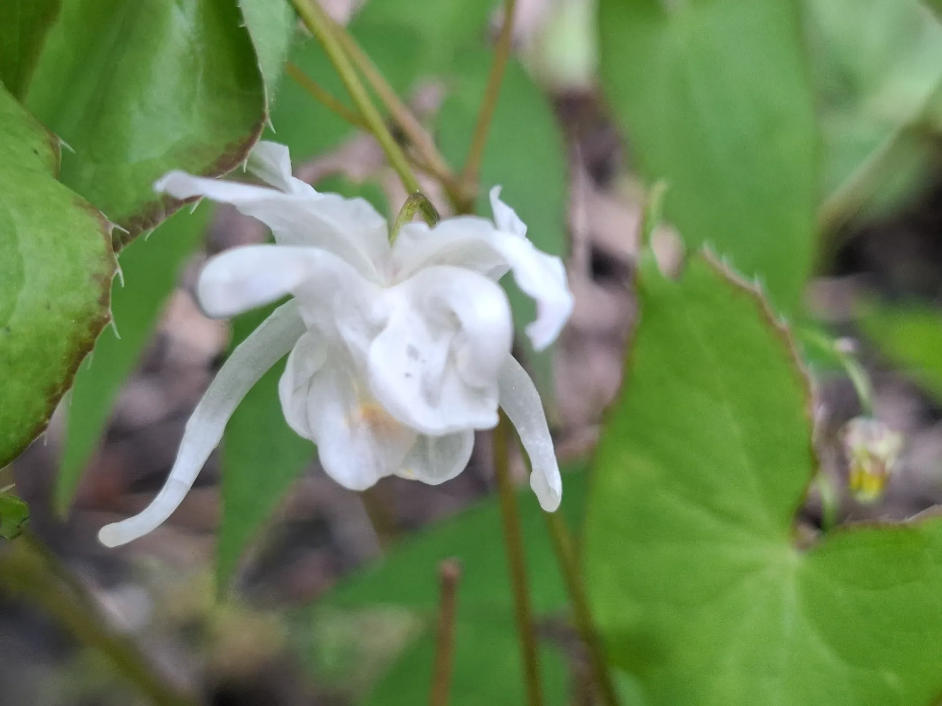 [185] Epimedium grandiflorum 'White Queen' 