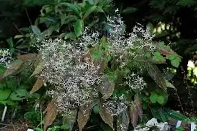 Epimedium Pubescens  