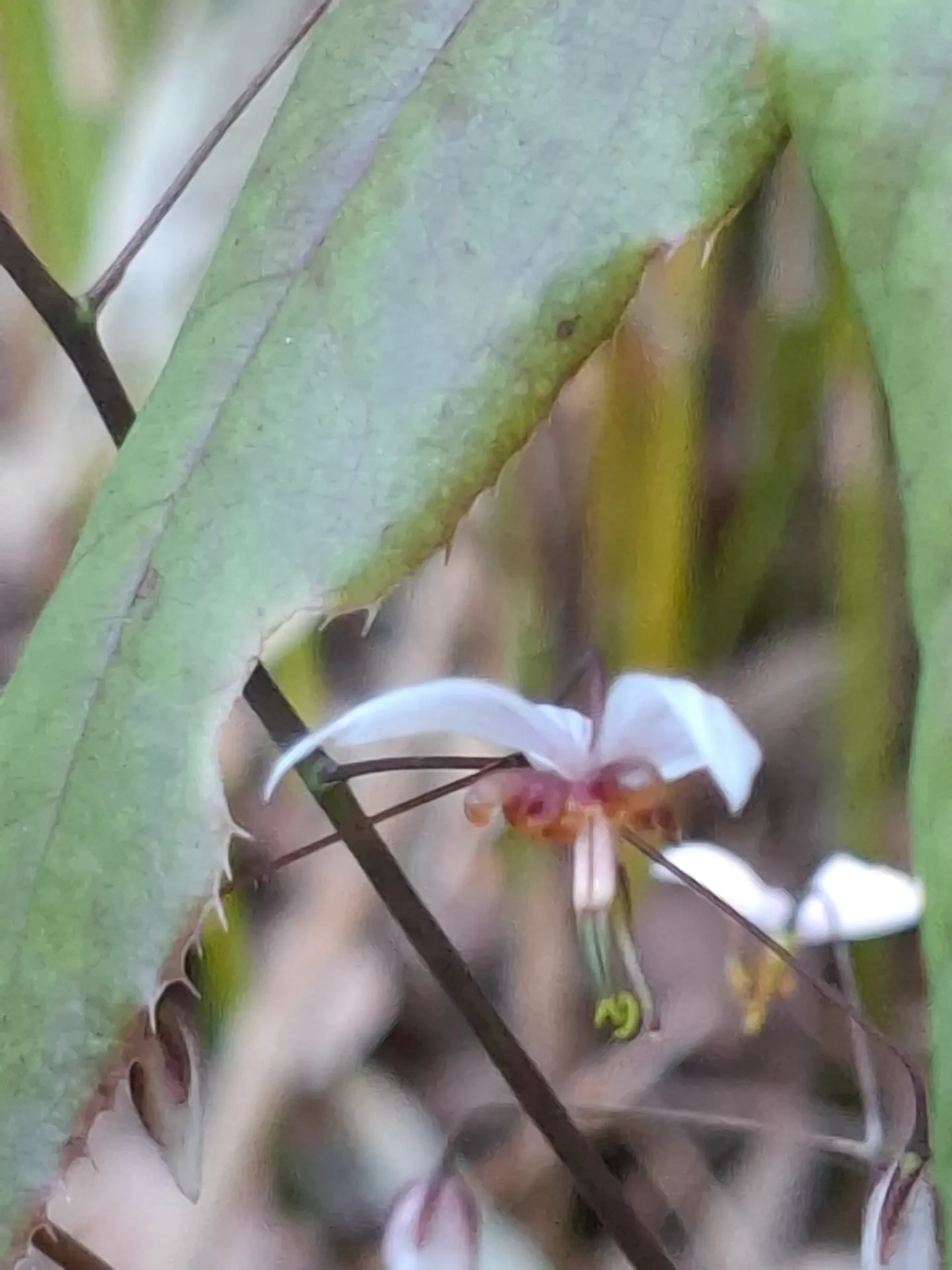 Epimedium Pubescens  