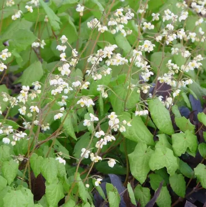 Epimedium Pubigerum 
