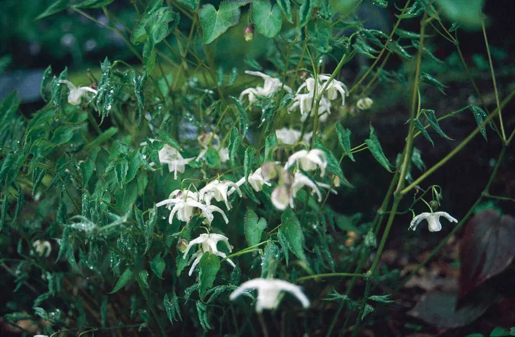 Epimedium x warleyense 'White Queen' 