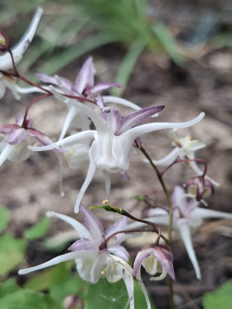 [8] Epimedium x warleyense 'White Queen' 