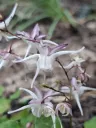 Epimedium x warleyense 'White Queen' 