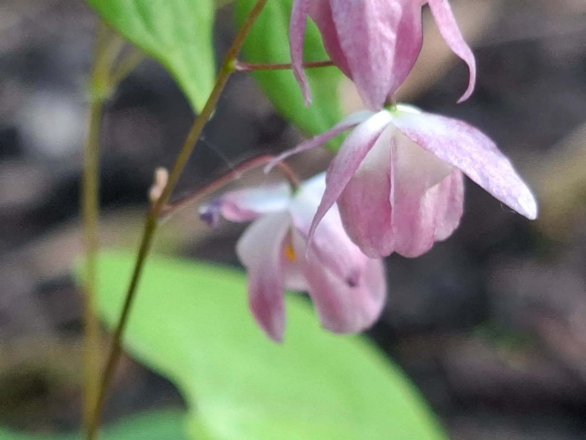 [186] Epimedium youngianum 'Merlin' 