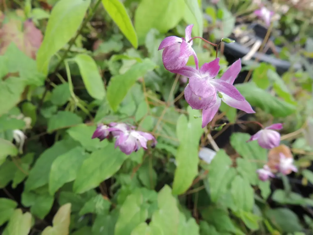 Epimedium youngianum 'Merlin' 