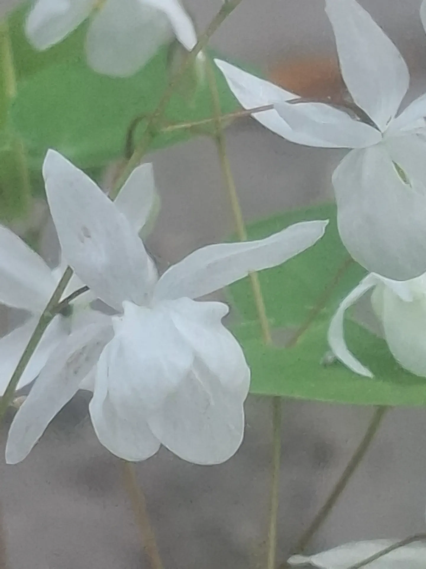Epimedium younginum 'Niveum' 