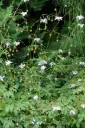 Anemonopsis macrophylla (Siebold & Zucc.)