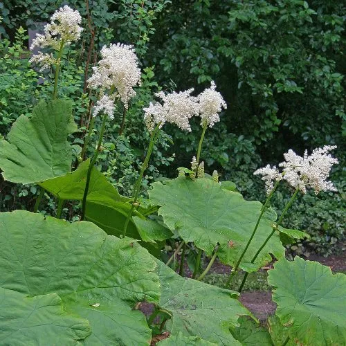 [79] Astilboides tabularis