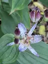 Tricyrtis formosana v. grandiflora ‘Long-Jen Violet’ RWJ10095