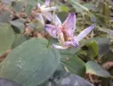 Tricyrtis hirta