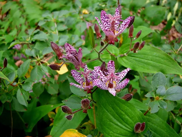 Tricyrtis 'Sinonome' (Hirta x Formosana)