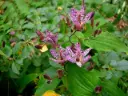 Tricyrtis 'Sinonome' (Hirta x Formosana)
