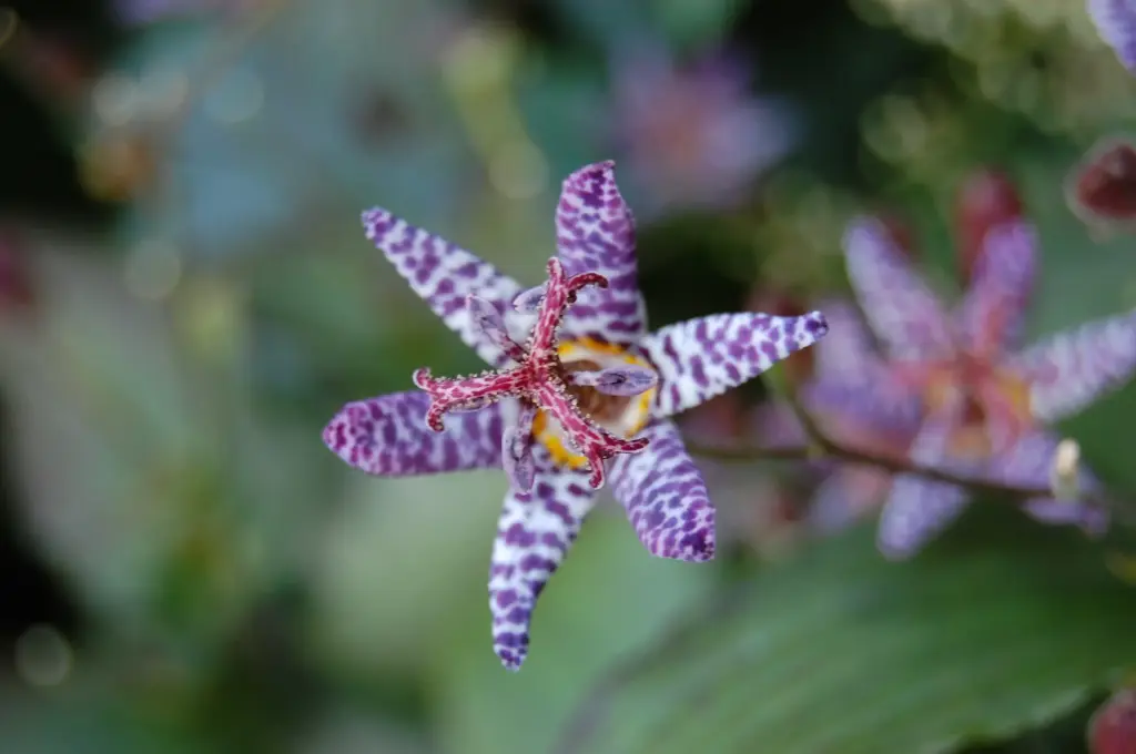 [170] Tricyrtis stolonifera ( syn. formosana)