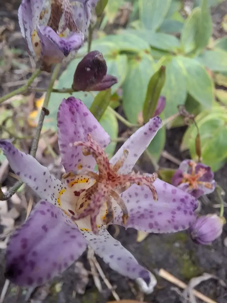 Tricyrtis hirta 'Dr. Hiraos Strain'