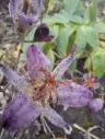 Tricyrtis hirta 'Dr. Hiraos Strain'