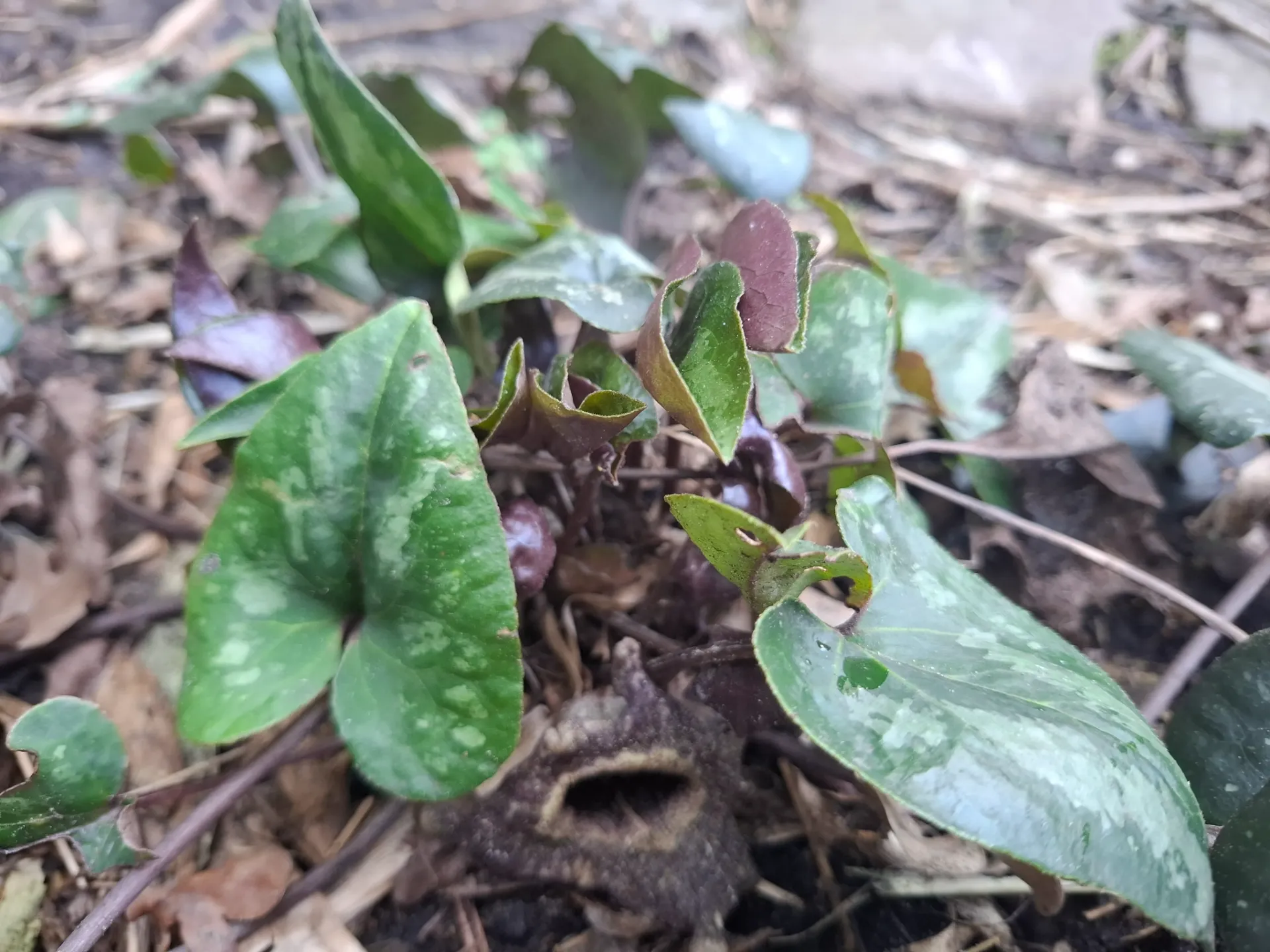 [211] Asarum splendens