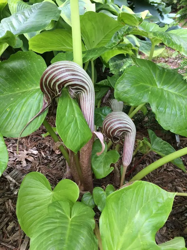 Arisaema fargesii
