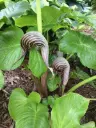 Arisaema fargesii