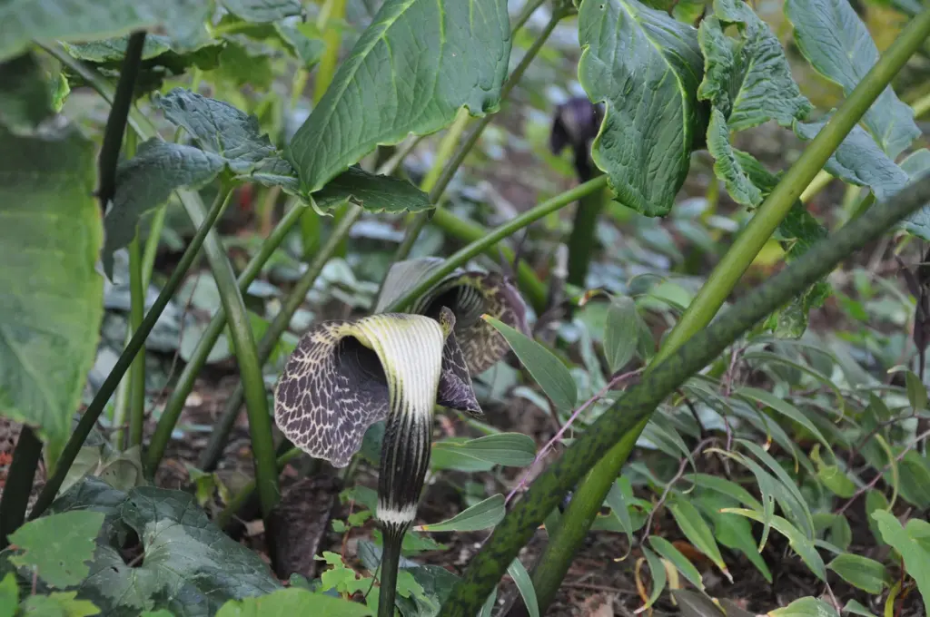 Arisaema griffithii