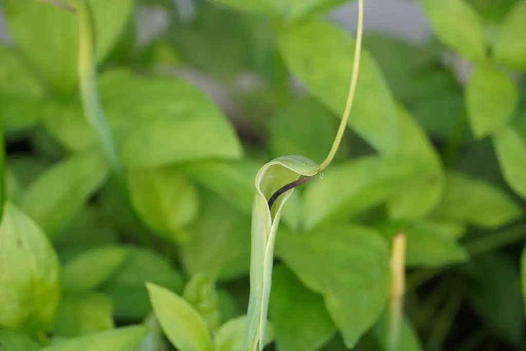 [202] Pinellia pedatisecta