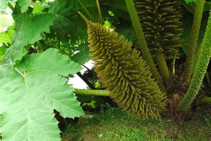 [28] Gunnera manicata