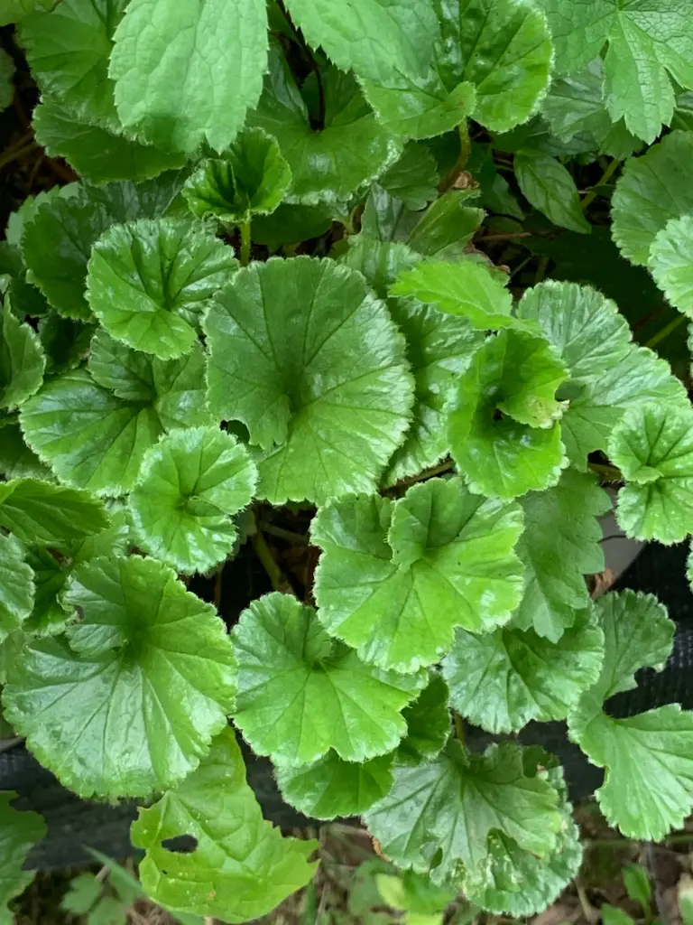 [203] Gunnera magelanica