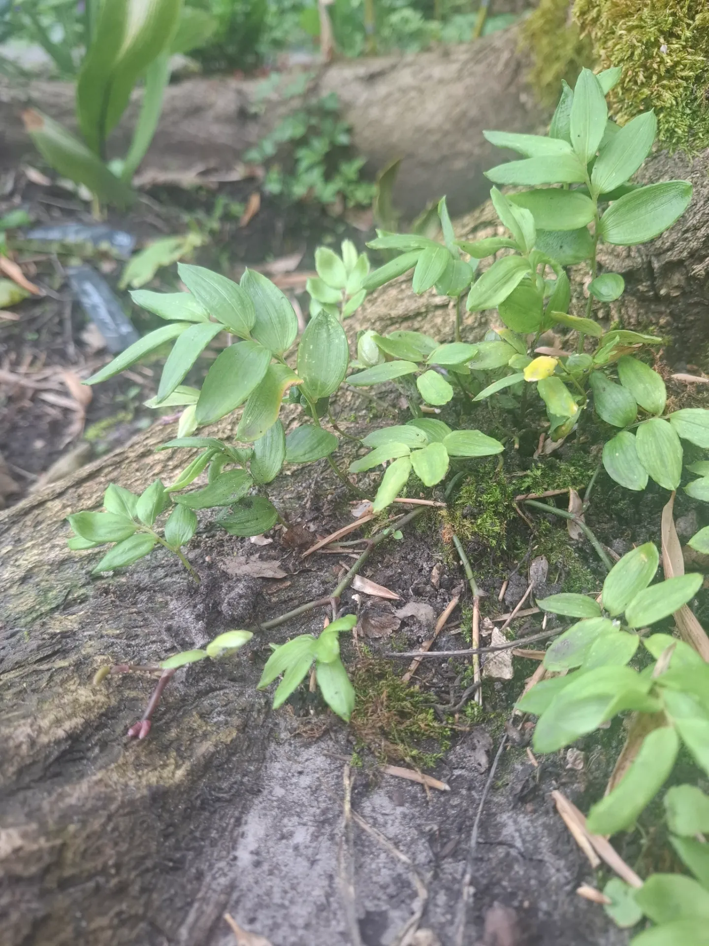 Luzuriaga radicans