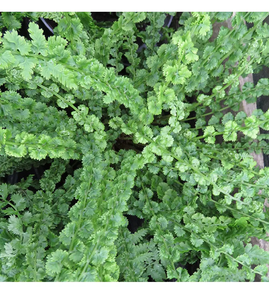 [212] Athyrium Felix Femina Frizelliae