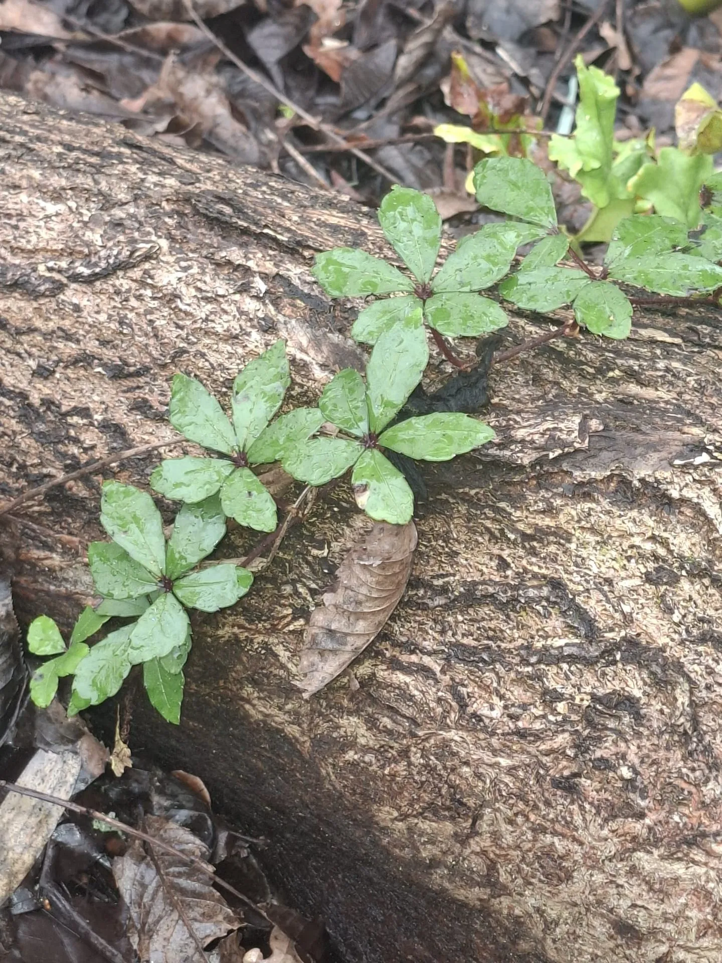 Tetrastigma obtectum