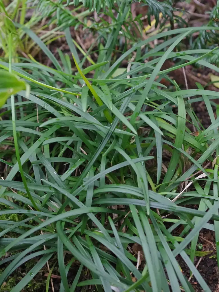 Ophiopogon planiscapus 