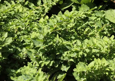 [21] Polygonatum multiflora 'ramosissima'