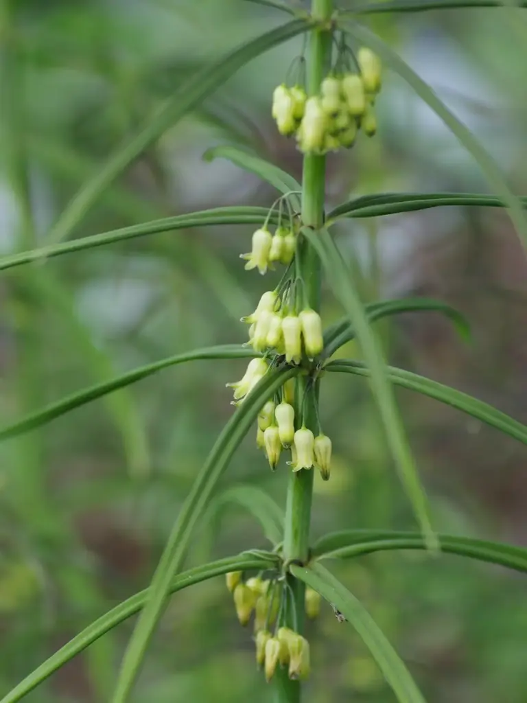 [22] Polygonatum verticillatum