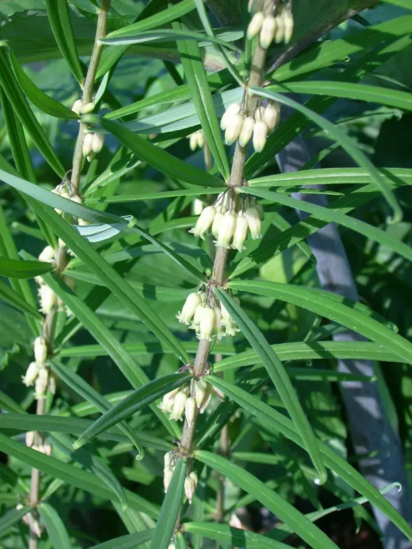 Polygonatum stewartianum