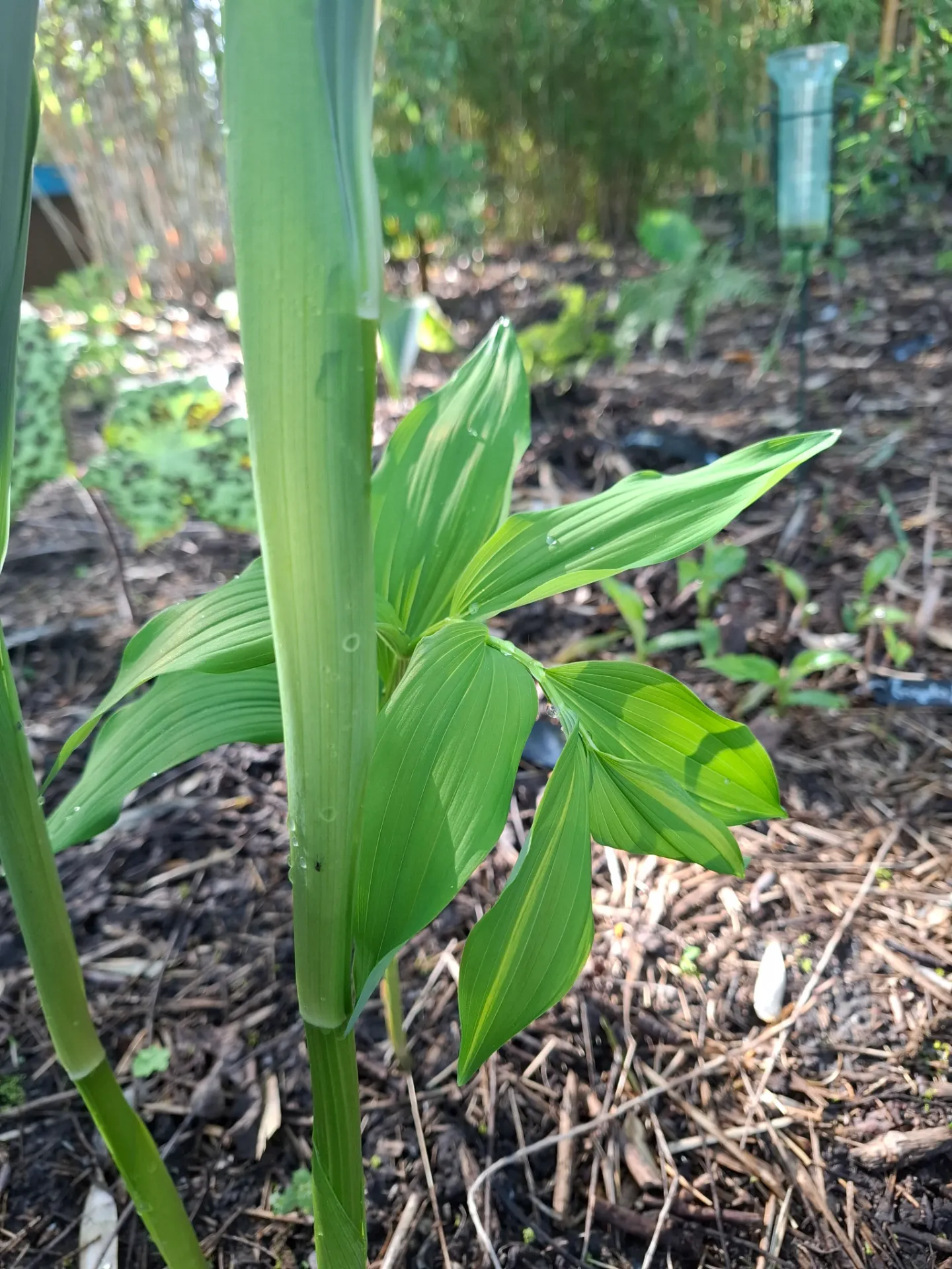 Polygonatum hirtum (syn. Polygonatum latifolia)
