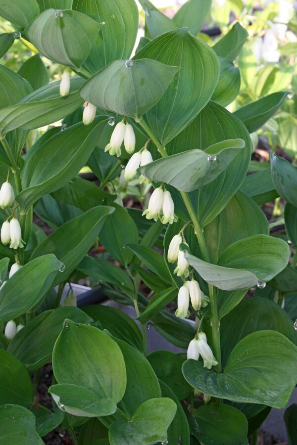 [76] Polygonatum hirtum (syn. Polygonatum latifolia)