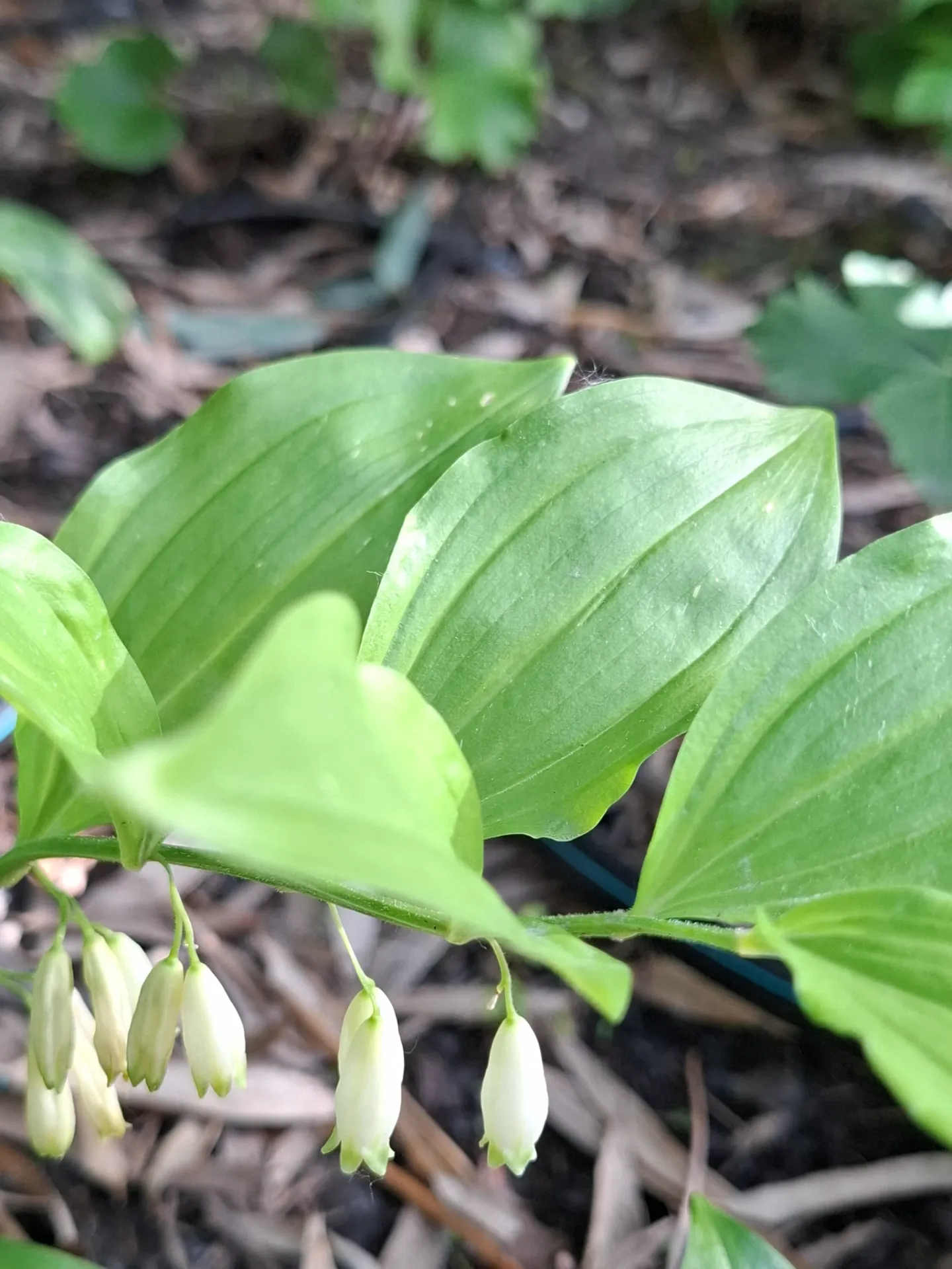 [76] Polygonatum latifolium (syn. Polygonatum hirtum)