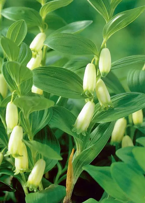 Polygonatum biflorum 'Dwarf Form'