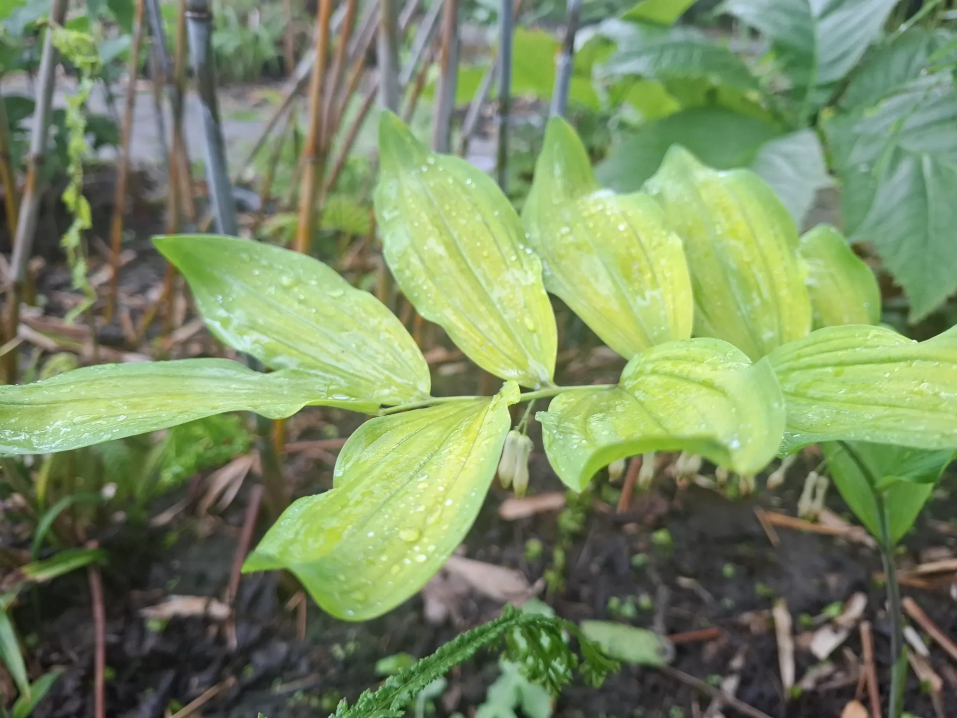 [111] Polygonatum falcatum 'Golden Gift'
