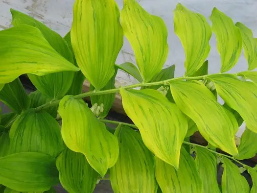 Polygonatum falcatum 'Golden Gift'