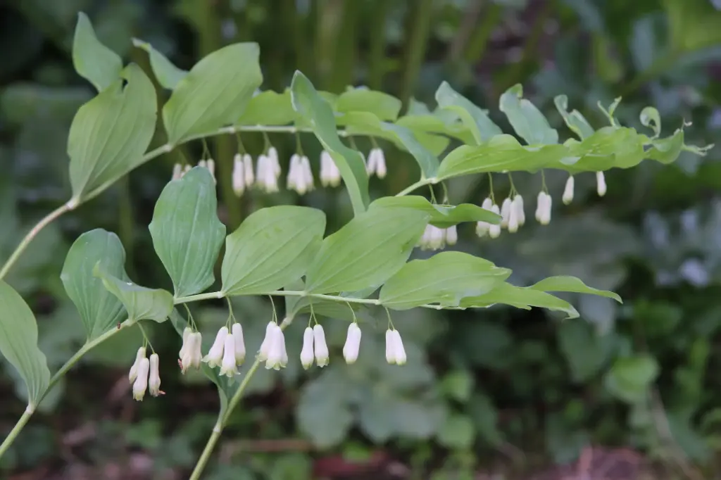 Polygonatum Weihenstephan (hybr.)