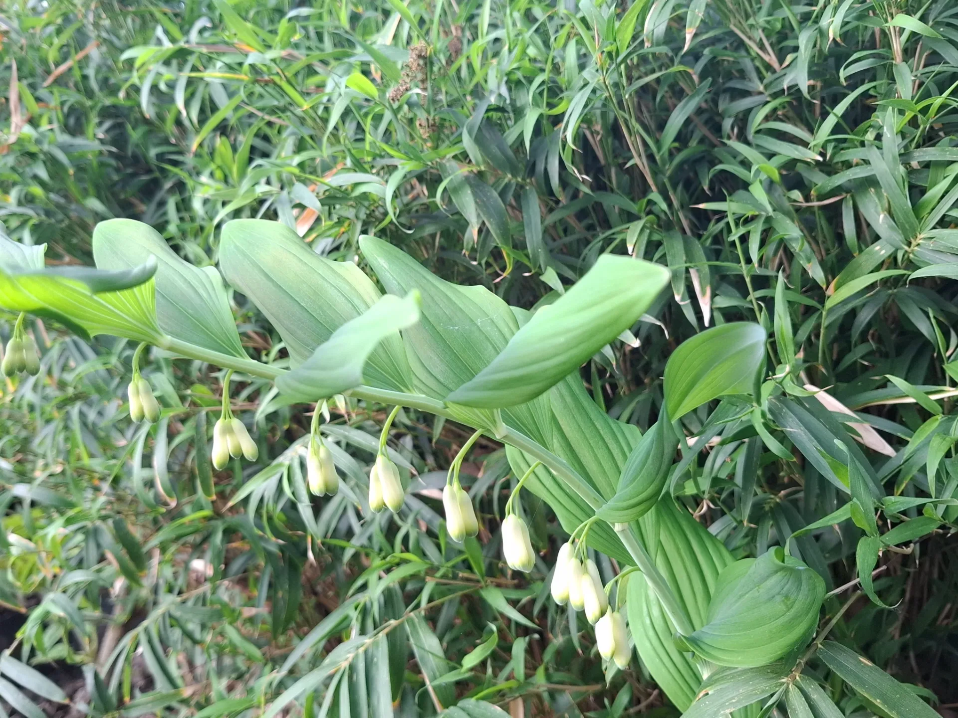 Polygonatum x hybridum 'Weihenstephan'
