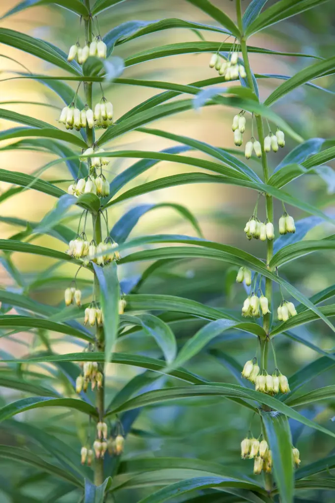 [131] Polygonatum verticillatum 'The Giant One'