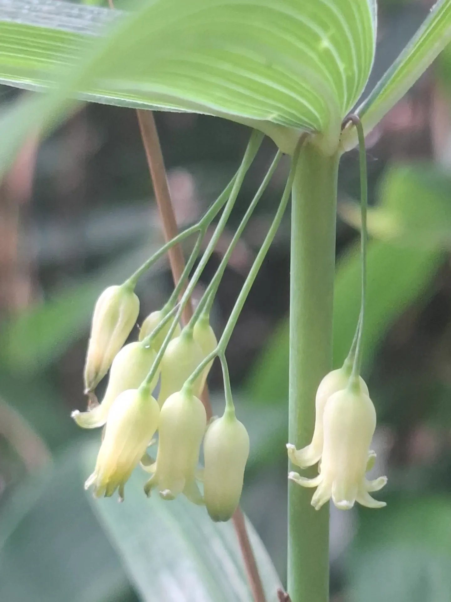 Polygonatum verticillatum 'The Giant One'