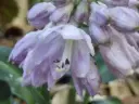 Hosta 'Blue Mouse Ears'