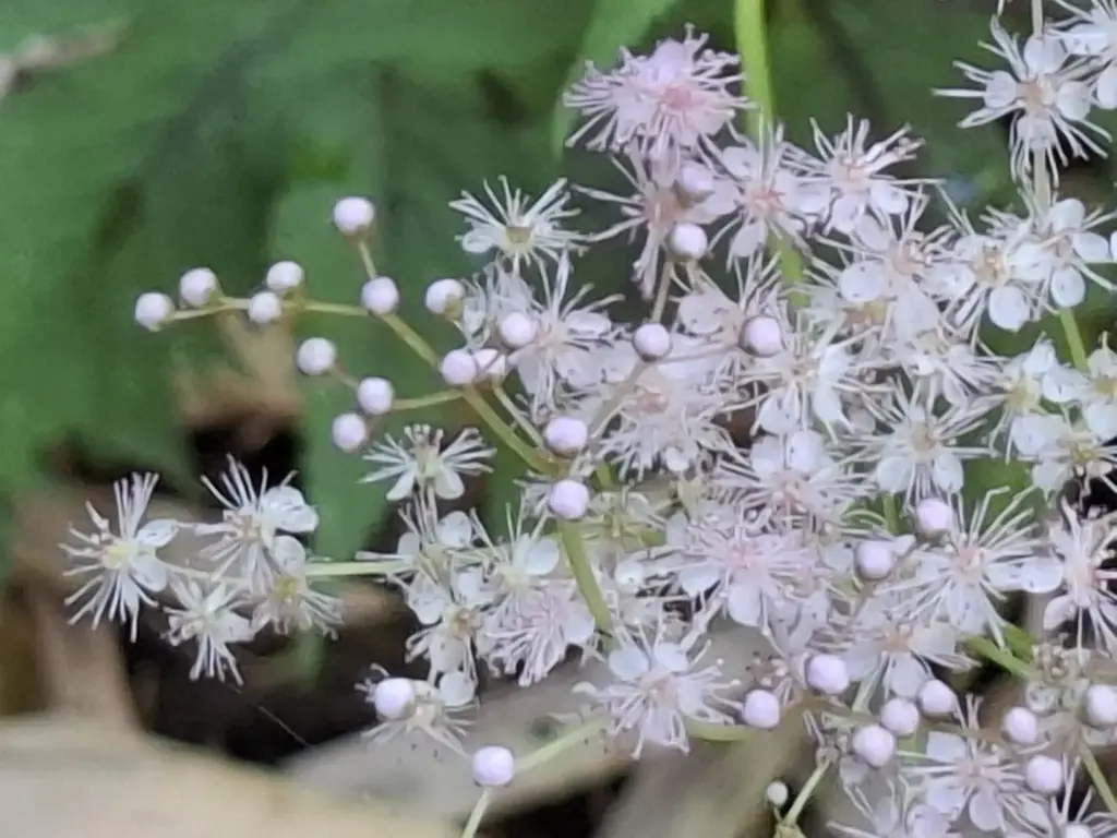 Filipendula Red Umbrella