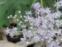 Filipendula Red Umbrella