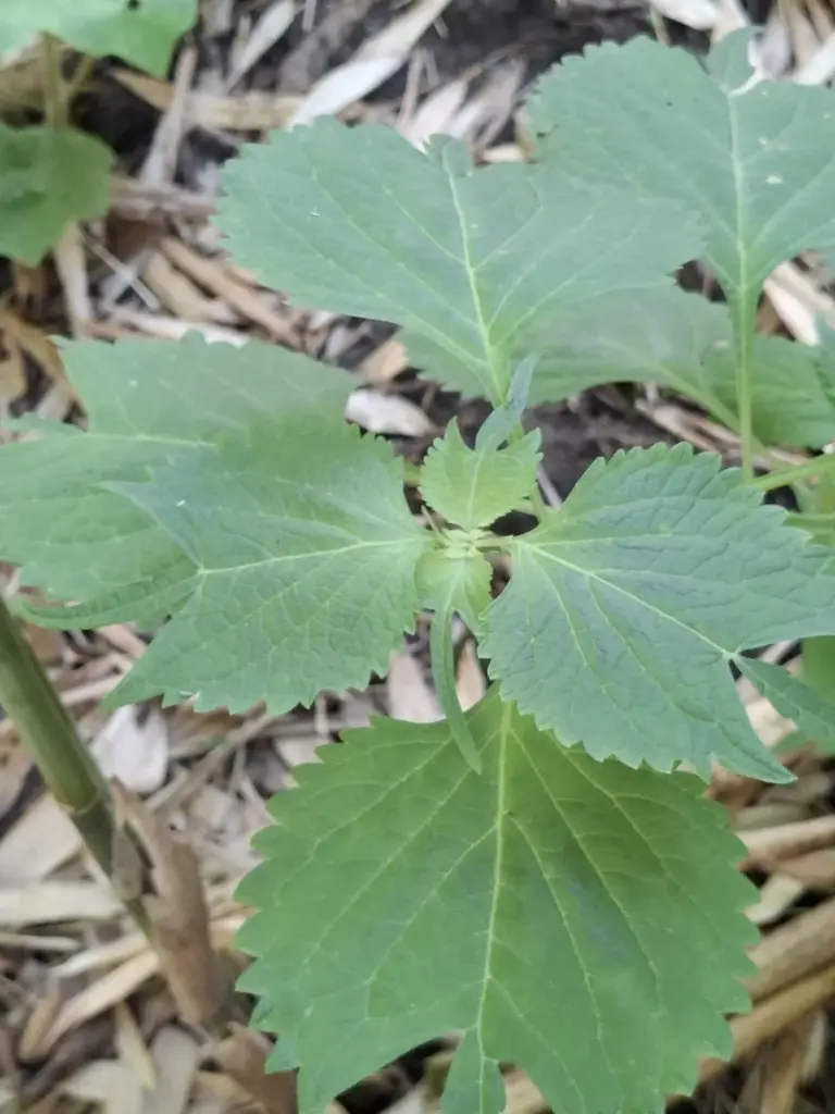 [141] Isodon umbrosus kameba (syn. Rabdosia kameba)