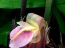 Zingiber mioga 'Crugs Zing' BSWJ4379