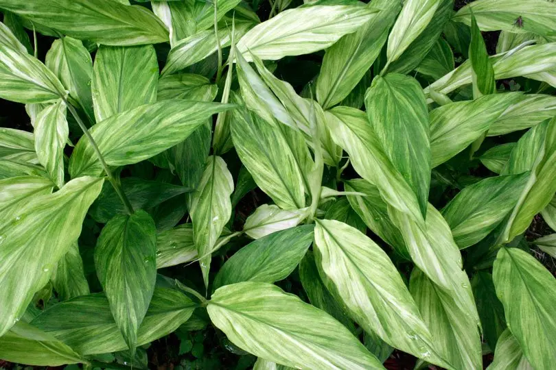 Zingiber mioga 'Silver Arrow'